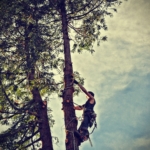 audreyrose2915-tree-2699420