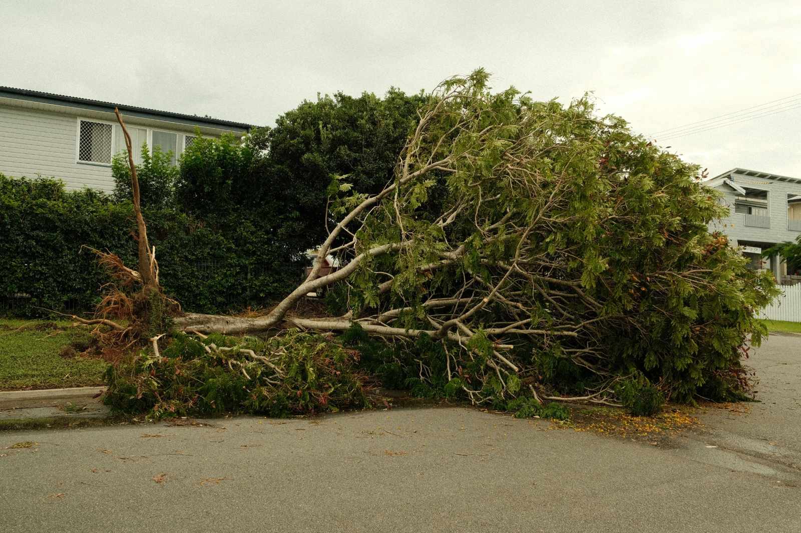 fallen_tree_200kb